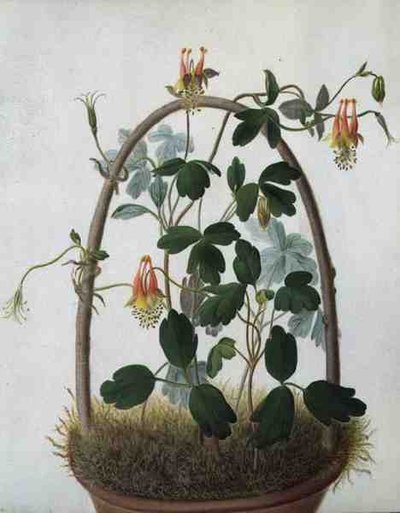 Tropaeolum Tuberosum (akvarell és gouache ceruzával, vellumra) alkotó: Matilda Conyers