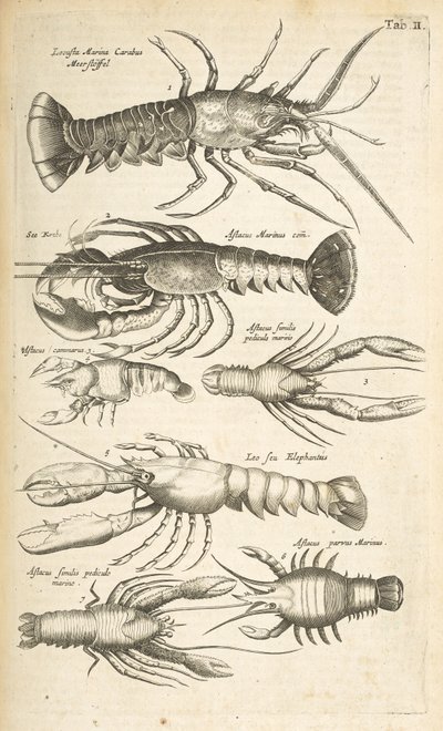 Tab II, Homárok, Illusztráció a "Négylábúak természettörténetéből" alkotó: Mattaus the Younger Merian