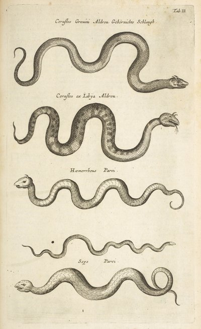 Tab II, Kígyók, Illusztráció a "Négylábúak természettörténetéből" alkotó: Mattaus the Younger Merian
