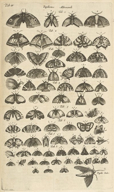 Tab. IV, Pillangók és lepkék, Illusztráció a "Négylábúak természettörténetéből" alkotó: Mattaus the Younger Merian