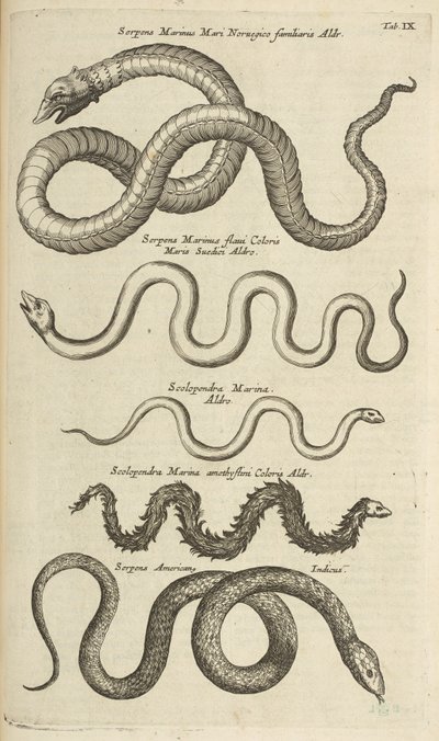 IX. lap, Tengeri kígyók, Illusztráció a "Négylábúak természettörténetéből" alkotó: Mattaus the Younger Merian