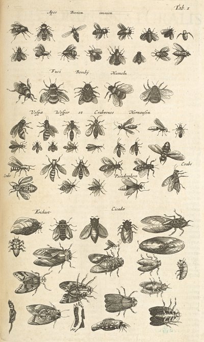 I. lap, Méhek és darazsak, Illusztráció a "Négylábúak természettörténetéből" alkotó: Mattaus the Younger Merian