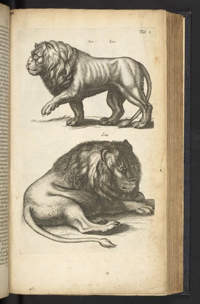 L lap, Oroszlánok, illusztráció a „Négylábúak természettörténetéből” alkotó: Mattaus the Younger Merian