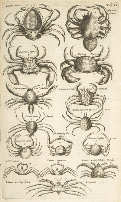 VI. lap, Rákok, Illusztráció innen alkotó: Mattaus the Younger Merian