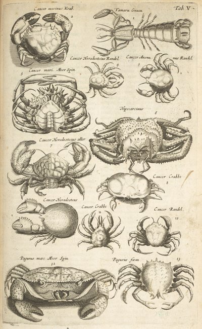 V. lap, Rákok, Illusztráció a „Négylábúak természettörténetéből” alkotó: Mattaus the Younger Merian