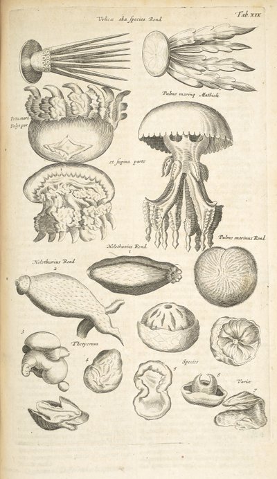 Tab XIX alkotó: Mattaus the Younger Merian