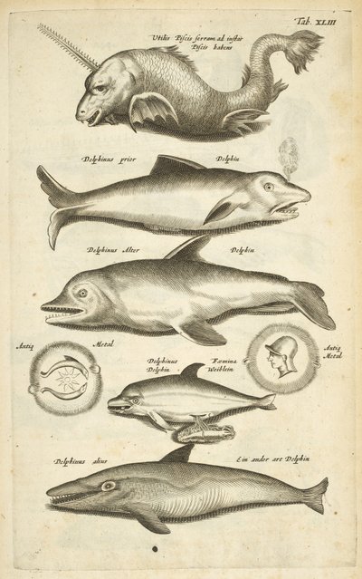43. lap, Delfinek, Illusztráció a 