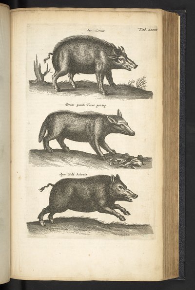48. lap, Vaddisznó, Illusztráció a „Historiæ naturalus de quadrupetebus” című könyvből alkotó: Mattaus the Younger Merian