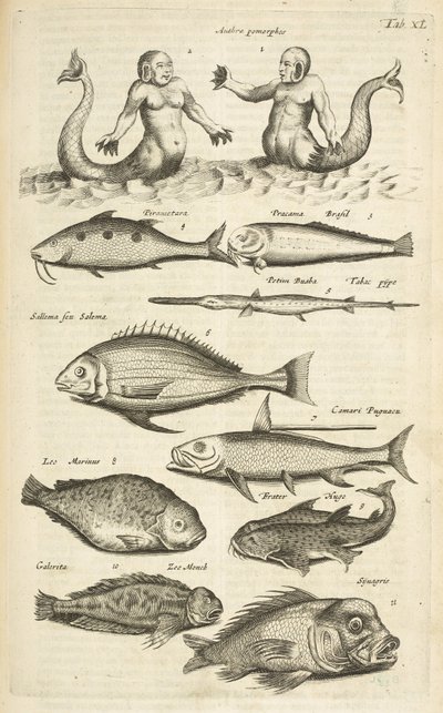Tab 40, Anthropomorphos; Sellő; Férfisellő; Trópusi halak, illusztráció a "Négylábúak természettörténetéből" alkotó: Mattaus the Younger Merian
