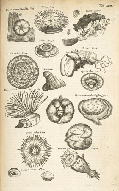 XVIII. lap, Tengeri élet, Illusztráció a „Négylábúak természettörténete” című kötetből, 2. kötet alkotó: Mattaus the Younger Merian