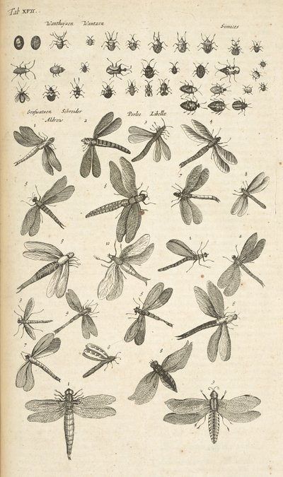 XVII. lap, Szitakötők, Illusztráció a "Négylábúak természettörténetéből" alkotó: Mattaus the Younger Merian