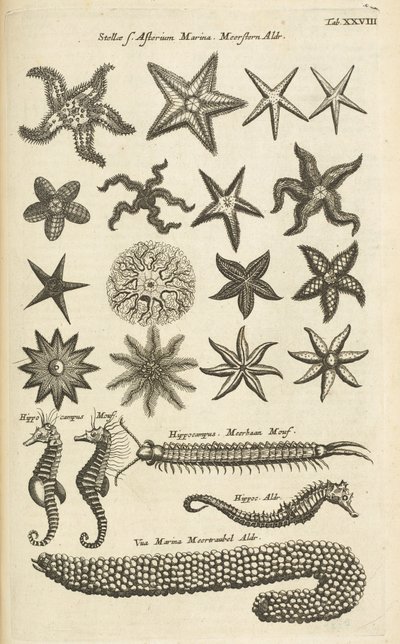 XXVIII. lap, Csillagok és csikóhalak, Illusztráció innen alkotó: Mattaus the Younger Merian