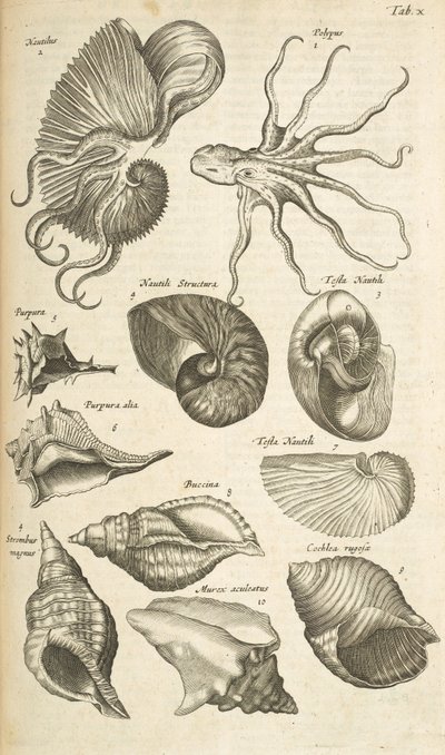 Tab X, Octopus és Nautilus kagylók, Illusztráció a 