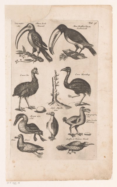 Toekans en andere vogels A madarak természetrajza, 6. könyv, J. Jonston (sorozat címe) alkotó: Matthaus Merian