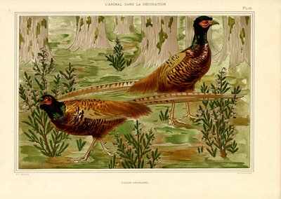 Naturalista fácánpár az erdőben (litográfia) alkotó: Maurice Pillard Verneuil