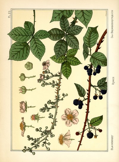 The Blackberry Bush (színes litho) alkotó: Maurice Pillard Verneuil