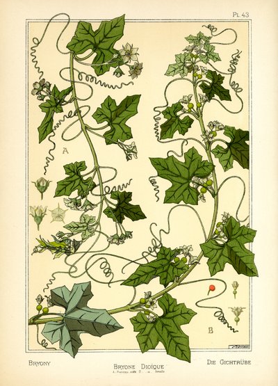 The Bryony (színes litó) alkotó: Maurice Pillard Verneuil