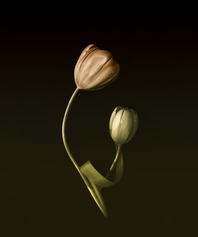 Csendes tulipánölelés alkotó: May G