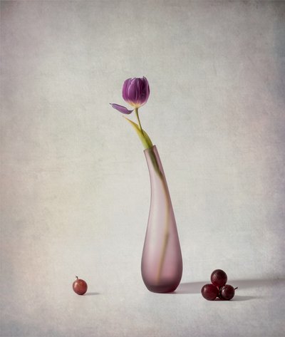 Lila tulipános csendélet alkotó: May G