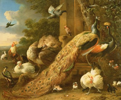 Páva, papagáj, pelikán, daru és baromfi alkotó: Melchior de Hondecoeter