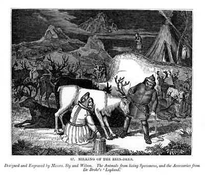 A rénszarvas fejése, 1843 alkotó: Messrs Sly and Wilson
