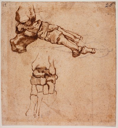 Anatómiai lábvizsgálat alkotó: Michelangelo (after) Buonarroti