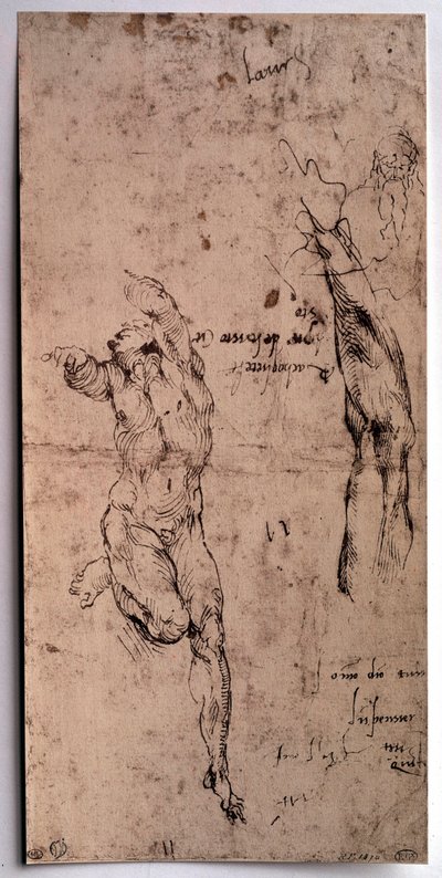 Meztelen férfi, karos tanulmány Michelangelo Buonarroti rajza Michelangelo szerint (Michelangelo vagy Michel Ange alkotó: Michelangelo Buonarroti