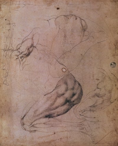 Sixtus-kápolna mennyezete (1508-12): Éva alakjának vázlatai Az eredendő bűn jelenetéből (szén papíron) alkotó: Michelangelo Buonarroti