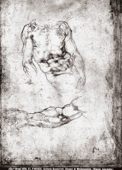 Férfi törzs és kar vizsgálata alkotó: Michelangelo Buonarroti