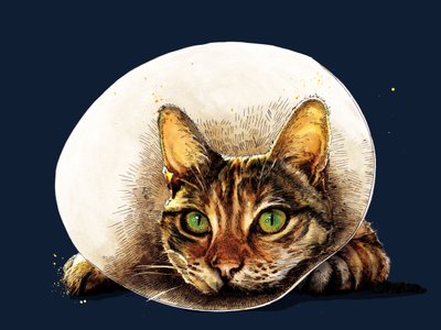 Get Well Cat on Midnight Blue, 2020 alkotó: Mike Davis