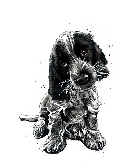 Rosie, a cocker spániel fehéren, 2019 alkotó: Mike Davis