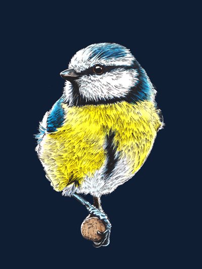 The Blue Tit on Midnight Blue, 2022 alkotó: Mike Davis