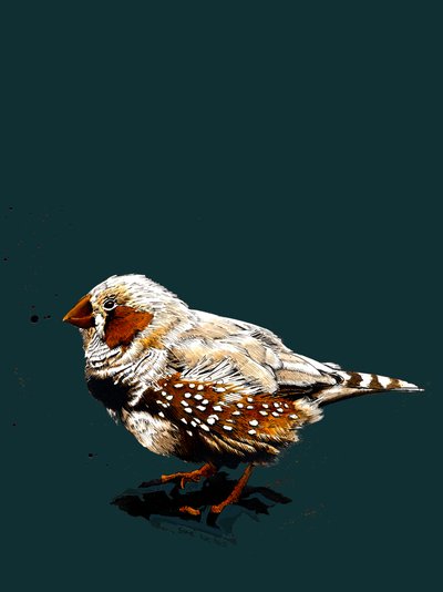 The Zebrafinch on Deep Cyan, 2020 alkotó: Mike Davis