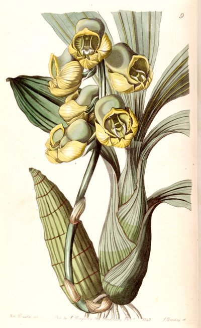 Catasetum planiceps alkotó: Miss Drake