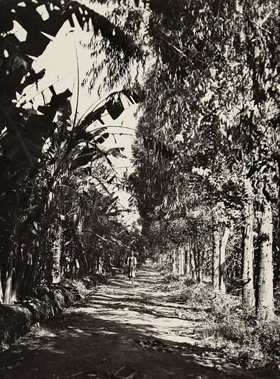 „Birodalom építése” a fasiszta korban: gyümölcsös liget Cherenben, 1936.05.09. (f/w fotó) alkotó: Modestino Baldinetti