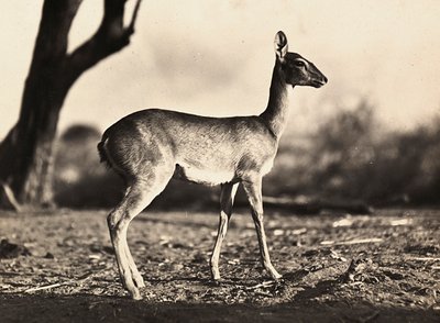 „Birodalom építése” a fasiszta korban: egy setiti kecske, 1936.09.05. (f/w fotó) alkotó: Modestino Baldinetti
