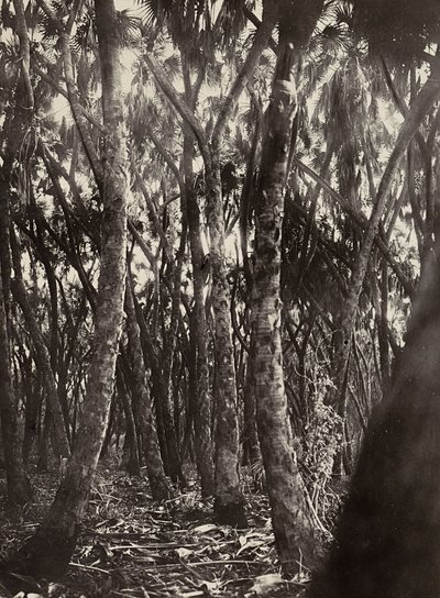 „Birodalom építése” a fasiszta korban: Dum pálmaliget, 1936.09.05. (f/w fotó) alkotó: Modestino Baldinetti