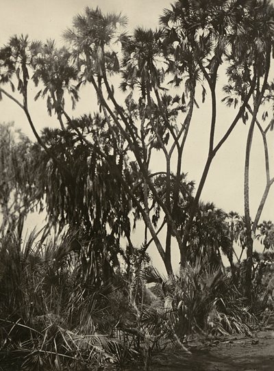 „Birodalom építése” a fasiszta korban: Dum pálmaliget, 1936.09.05. (f/w fotó) alkotó: Modestino Baldinetti