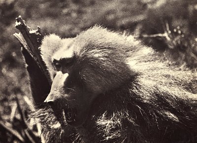 „Birodalom építése” a fasiszta korban: majom, 1936.09.05. (f/w fotó) alkotó: Modestino Baldinetti
