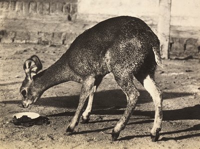 „Birodalom építése” a fasiszta korban: antilop, 1936.09.05. (f/w fotó) alkotó: Modestino Baldinetti