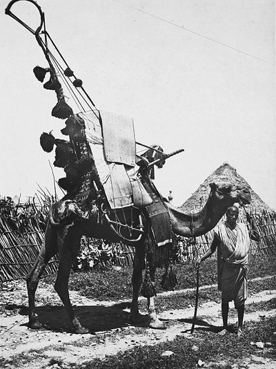 „Birodalom építése” a fasiszta korban: teve díszes esküvői szertartáshoz, 1936.09.05. (f/w fotó) alkotó: Modestino Baldinetti