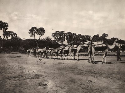 „Birodalom építése” a fasiszta korban: tevekaraván, 1936.09.05. (f/w fotó) alkotó: Modestino Baldinetti