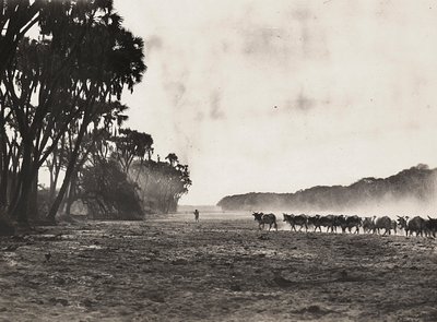 „Birodalom építése” a fasiszta korban: a Gasc folyó felé terelt marhák, 1936.09.05. (f/w fotó) alkotó: Modestino Baldinetti