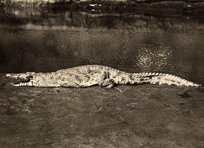 „Birodalom építése” a fasiszta korban: krokodil, 1936.09.05. (f/w fotó) alkotó: Modestino Baldinetti