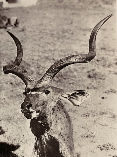 „Birodalom építése” a fasiszta korban: példa az agazenre, 1936.09.05. (f/w fotó) alkotó: Modestino Baldinetti