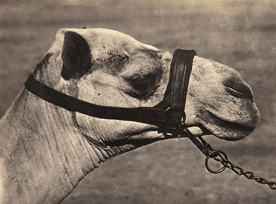 „Birodalom építése” a fasiszta korban: „bisciari” teve feje, 1936.09.05. (f/w fotó) alkotó: Modestino Baldinetti