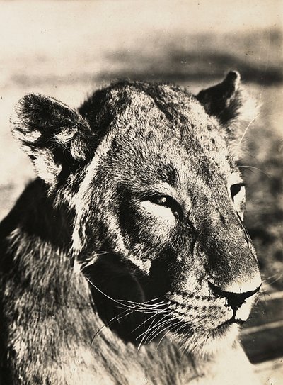 „Birodalom építése” a fasiszta korban: oroszlán feje, 1936.09.05. (f/w fotó) alkotó: Modestino Baldinetti