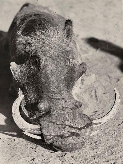 „Birodalom építése” a fasiszta korban: vaddisznó feje, 1936.09.05. (f/w fotó) alkotó: Modestino Baldinetti