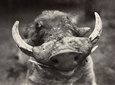 „Birodalom építése” a fasiszta korban: vaddisznó feje, 1936.09.05. (f/w fotó) alkotó: Modestino Baldinetti