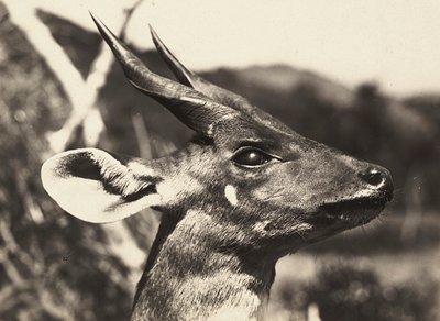 „Birodalom építése” a fasiszta korban: egy antilop feje, 1936.09.05. (f/w fotó) alkotó: Modestino Baldinetti
